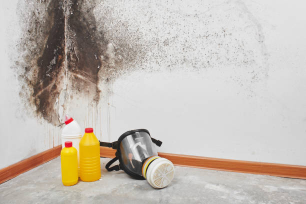 Best Office Mold Removal Services  in Cooper, TX