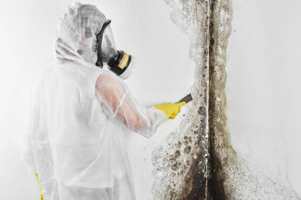 Best Crawl Space Mold Removal  in Cooper, TX