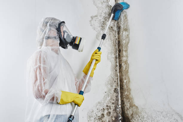 Best Crawl Space Mold Removal  in Cooper, TX