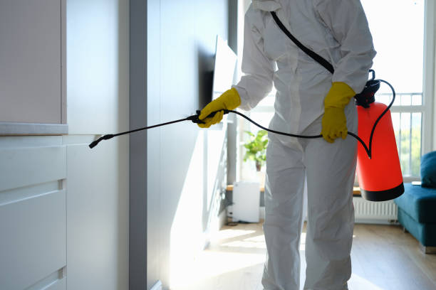 Best Local Mold Removal Service  in Cooper, TX