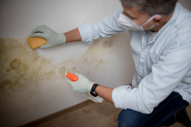 Best Mold Cleaning Services  in Cooper, TX