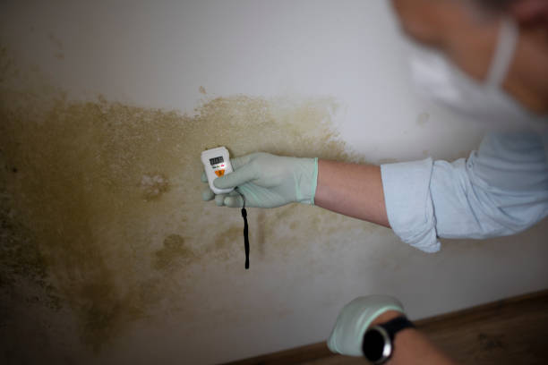 Best Home Mold Removal  in Cooper, TX