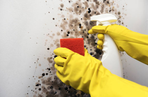 Best Professional Mold Removal  in Cooper, TX