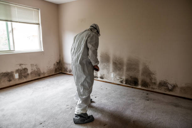 Professional Mold Removal in Cooper, TX